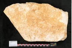 Foto (Objekt + Etikett) von Nelumbium buchii Ettingshausen (NHMW-GEO-2024-0188-11575)
